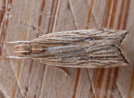 Lanceolate Moth